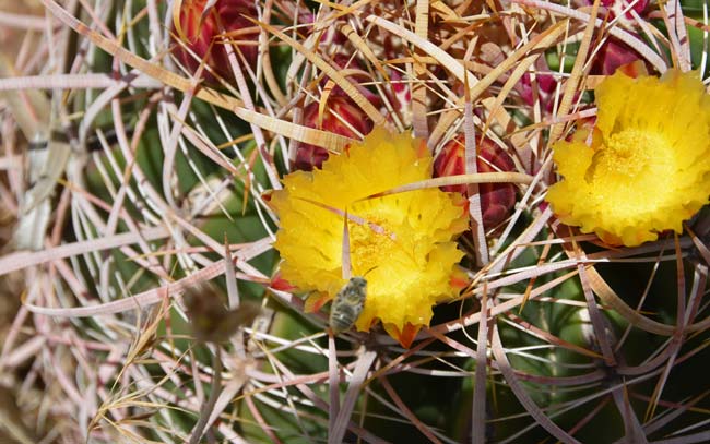 Candy Barrelcactus has large showy flowers ranging from yellow, red or orange. Plants bloom from July to September. Notice desert Honey Bee in photograph. Ferocactus wislizeni 